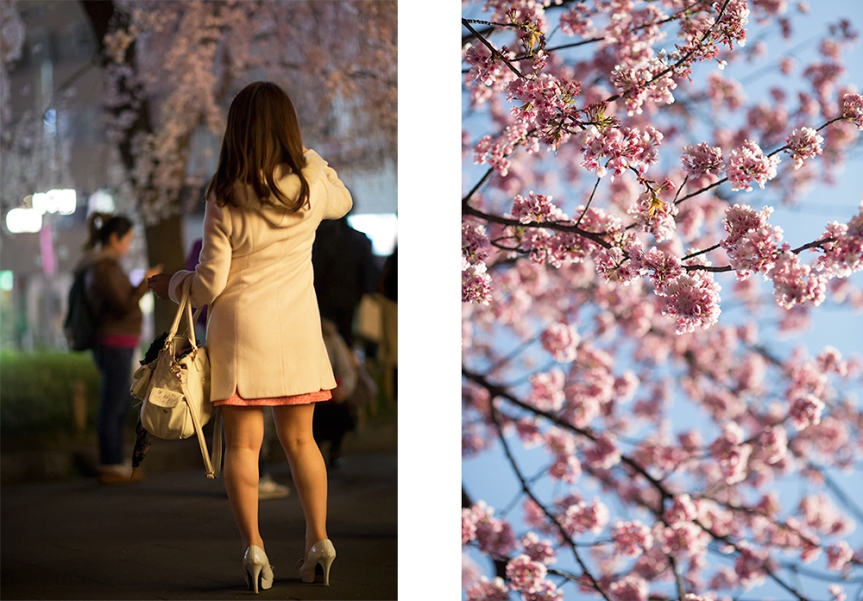 Sakura, cherry blossom season in Tokyo