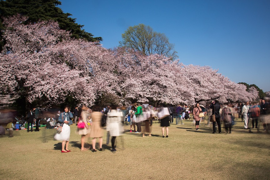 Sakura, cherry blossom season in Tokyo